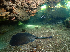 Trygonoptera imitata