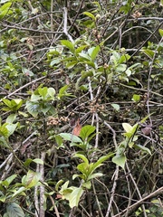 Maesa perlaria formosana