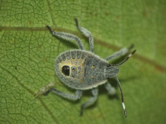 Erthesina acuminata