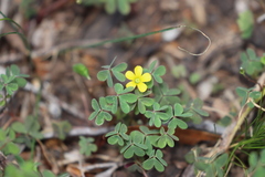 Oxalis perennans