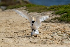 Sterna striata striata