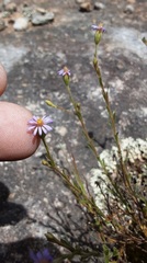 Vittadinia cuneata