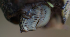 Kinosternon hirtipes murrayi