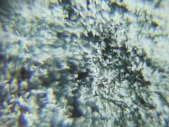 Penicillium