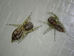 Phintelloides versicolor