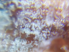 Penicillium