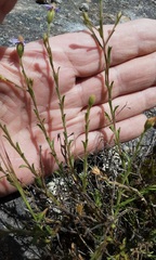Vittadinia cuneata
