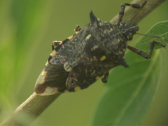 Eocanthecona furcellata