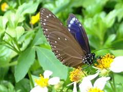 Euploea tulliolus koxinga