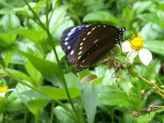 Euploea tulliolus koxinga