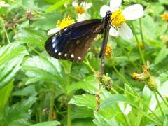 Euploea tulliolus koxinga