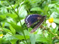 Euploea tulliolus koxinga