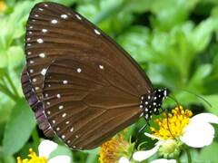 Euploea tulliolus koxinga
