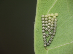 Eocanthecona furcellata