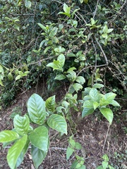 Maesa perlaria formosana