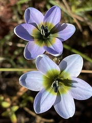 Ixia monadelpha