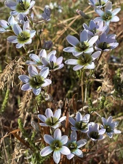 Ixia monadelpha