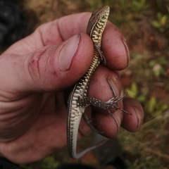 Gerrhosaurus flavigularis