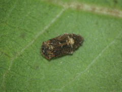 Deferunda