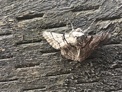 Hypobapta diffundens