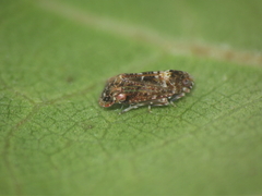 Deferunda