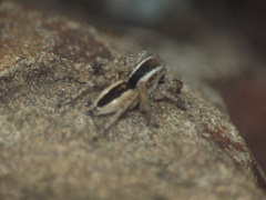 Stenaelurillus marusiki