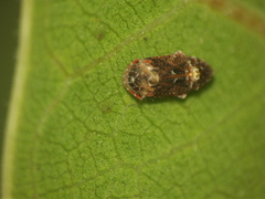 Deferunda