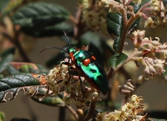 Scutiphora pedicellata