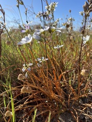 Ixia monadelpha