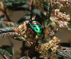 Scutiphora pedicellata