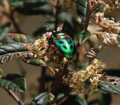 Scutiphora pedicellata