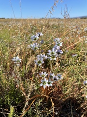 Ixia monadelpha