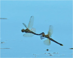 Hydrobasileus brevistylus