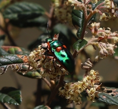 Scutiphora pedicellata