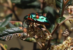 Scutiphora pedicellata