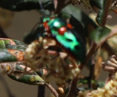 Scutiphora pedicellata