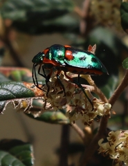 Scutiphora pedicellata