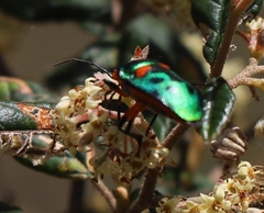 Scutiphora pedicellata
