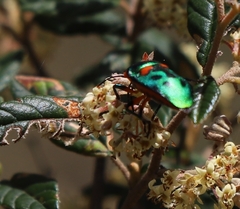 Scutiphora pedicellata