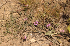 Polygala pubiflora