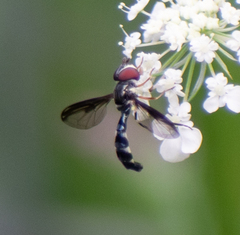 Pelecinobaccha costata