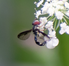 Pelecinobaccha costata