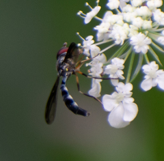 Pelecinobaccha costata