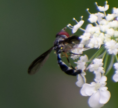 Pelecinobaccha costata