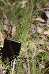 Thelymitra ixioides