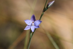Thelymitra ixioides