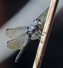 Cratilla lineata