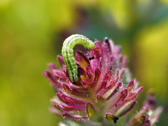 Chrysodeixis eriosoma