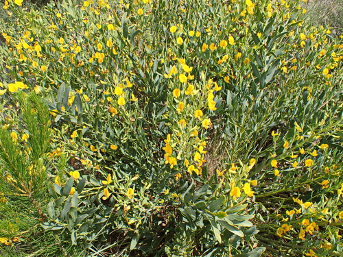 Image of Rafnia racemosa by no rights reserved