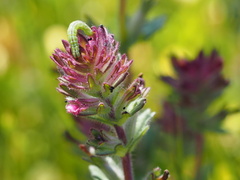 Chrysodeixis eriosoma